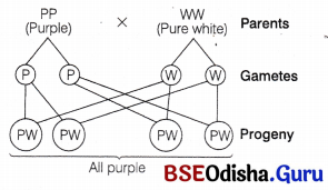 CHSE Odisha Class 12 Biology Important Questions Chapter 5 Heredity and Variation 7