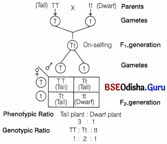 CHSE Odisha Class 12 Biology Important Questions Chapter 5 Heredity and Variation 8