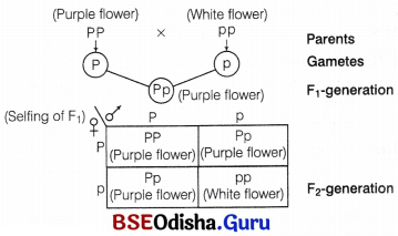 CHSE Odisha Class 12 Biology Important Questions Chapter 5 Heredity and Variation 9