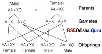 CHSE Odisha Class 12 Biology Important Questions Chapter 6 Sex Determination 1