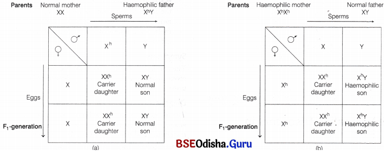CHSE Odisha Class 12 Biology Important Questions Chapter 6 Sex Determination 10
