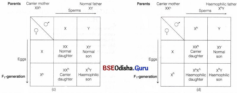 CHSE Odisha Class 12 Biology Important Questions Chapter 6 Sex Determination 11