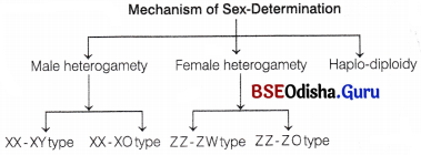 CHSE Odisha Class 12 Biology Important Questions Chapter 6 Sex Determination 2