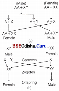 CHSE Odisha Class 12 Biology Important Questions Chapter 6 Sex Determination 3