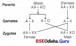 CHSE Odisha Class 12 Biology Important Questions Chapter 6 Sex Determination 4