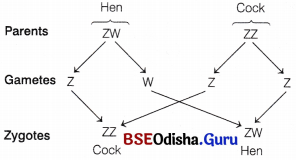 CHSE Odisha Class 12 Biology Important Questions Chapter 6 Sex Determination 5