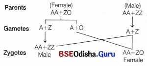 CHSE Odisha Class 12 Biology Important Questions Chapter 6 Sex Determination 6