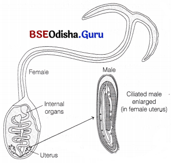 CHSE Odisha Class 12 Biology Important Questions Chapter 6 Sex Determination 7