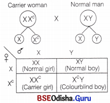 CHSE Odisha Class 12 Biology Important Questions Chapter 6 Sex Determination 9