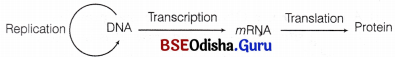 CHSE Odisha Class 12 Biology Important Questions Chapter 7 Molecular Basis of Inheritance 1