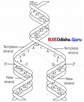 CHSE Odisha Class 12 Biology Important Questions Chapter 7 Molecular Basis of Inheritance 10