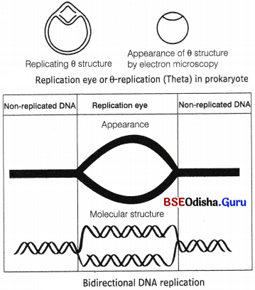 CHSE Odisha Class 12 Biology Important Questions Chapter 7 Molecular Basis of Inheritance 11