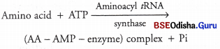 CHSE Odisha Class 12 Biology Important Questions Chapter 7 Molecular Basis of Inheritance 14