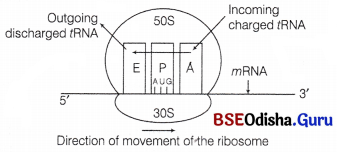 CHSE Odisha Class 12 Biology Important Questions Chapter 7 Molecular Basis of Inheritance 15