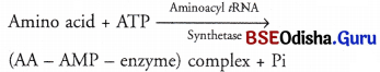 CHSE Odisha Class 12 Biology Important Questions Chapter 7 Molecular Basis of Inheritance 16