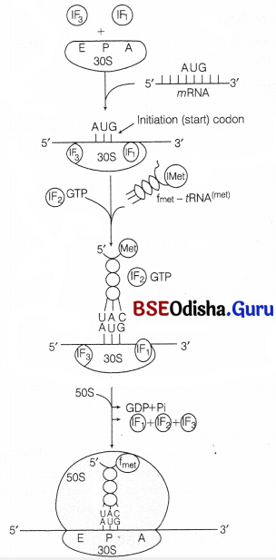CHSE Odisha Class 12 Biology Important Questions Chapter 7 Molecular Basis of Inheritance 17