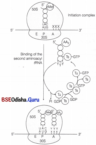 CHSE Odisha Class 12 Biology Important Questions Chapter 7 Molecular Basis of Inheritance 18
