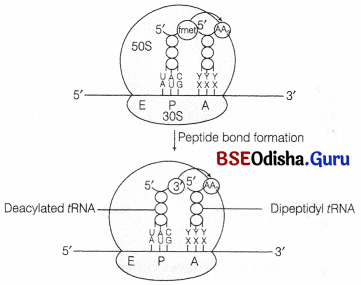 CHSE Odisha Class 12 Biology Important Questions Chapter 7 Molecular Basis of Inheritance 19