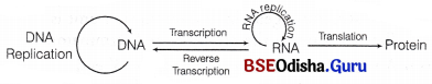 CHSE Odisha Class 12 Biology Important Questions Chapter 7 Molecular Basis of Inheritance 2
