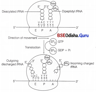 CHSE Odisha Class 12 Biology Important Questions Chapter 7 Molecular Basis of Inheritance 20