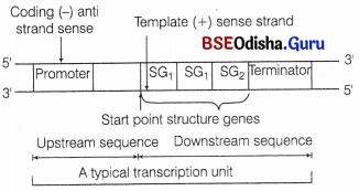 CHSE Odisha Class 12 Biology Important Questions Chapter 7 Molecular Basis of Inheritance 3