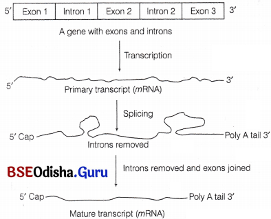 CHSE Odisha Class 12 Biology Important Questions Chapter 7 Molecular Basis of Inheritance 4
