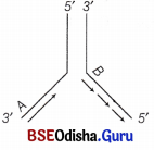 CHSE Odisha Class 12 Biology Important Questions Chapter 7 Molecular Basis of Inheritance 5