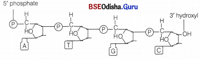 CHSE Odisha Class 12 Biology Important Questions Chapter 7 Molecular Basis of Inheritance 6