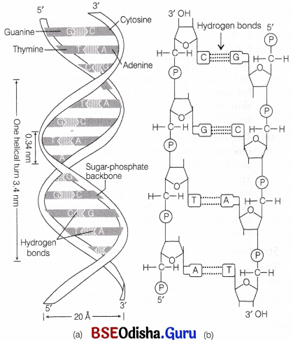 CHSE Odisha Class 12 Biology Important Questions Chapter 7 Molecular Basis of Inheritance 7
