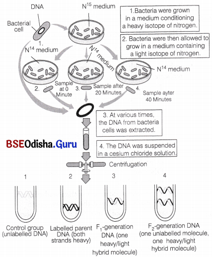 CHSE Odisha Class 12 Biology Important Questions Chapter 7 Molecular Basis of Inheritance 9
