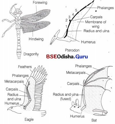 CHSE Odisha Class 12 Biology Important Questions Chapter 8 Evolution 2