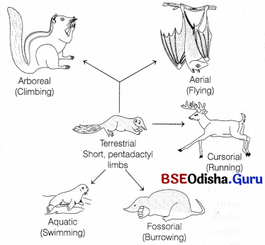 CHSE Odisha Class 12 Biology Important Questions Chapter 8 Evolution 4
