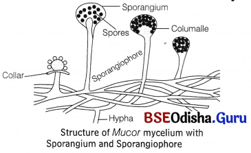 CHSE Odisha Class 11 Biology Solutions Chapter 2 Classification of Living World 4