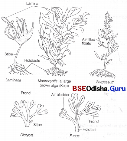 CHSE Odisha Class 11 Biology Solutions Chapter 3 Classification of Plant Kingdom 2