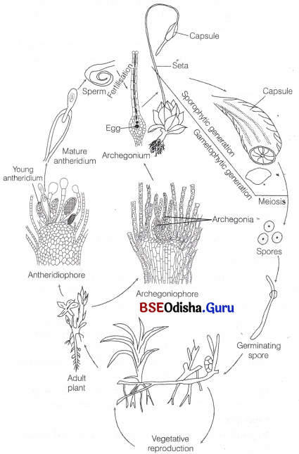 CHSE Odisha Class 11 Biology Solutions Chapter 3 Classification of Plant Kingdom 3