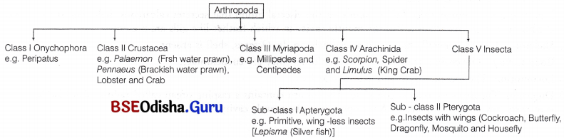 CHSE Odisha Class 11 Biology Solutions Chapter 4 Classification of Animal Kingdom 1