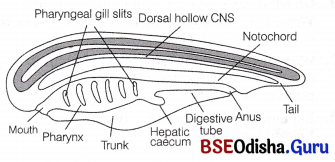 CHSE Odisha Class 11 Biology Solutions Chapter 4 Classification of Animal Kingdom 2