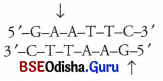 CHSE Odisha Class 12 Biology Important Questions Chapter 12 Principles and Processes of Biotechnology 2
