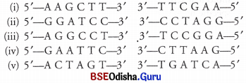 CHSE Odisha Class 12 Biology Important Questions Chapter 12 Principles and Processes of Biotechnology 3