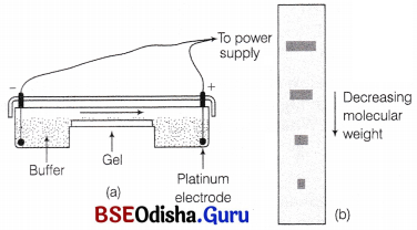 CHSE Odisha Class 12 Biology Important Questions Chapter 12 Principles and Processes of Biotechnology 4