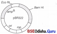 CHSE Odisha Class 12 Biology Important Questions Chapter 12 Principles and Processes of Biotechnology 6