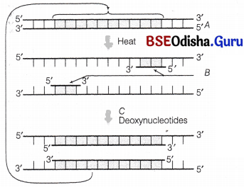CHSE Odisha Class 12 Biology Important Questions Chapter 12 Principles and Processes of Biotechnology 7