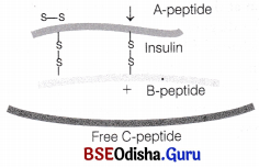 CHSE Odisha Class 12 Biology Important Questions Chapter 13 Applications of Biotechnology 2
