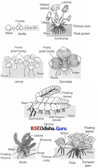 CHSE Odisha Class 12 Biology Important Questions Chapter 14 Organisms and Environment 1