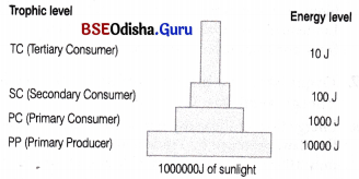 CHSE Odisha Class 12 Biology Important Questions Chapter 15 Ecosystem 4