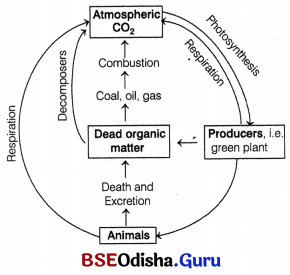 CHSE Odisha Class 12 Biology Important Questions Chapter 15 Ecosystem 5