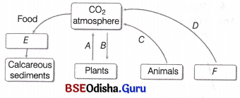CHSE Odisha Class 12 Biology Important Questions Chapter 15 Ecosystem 6