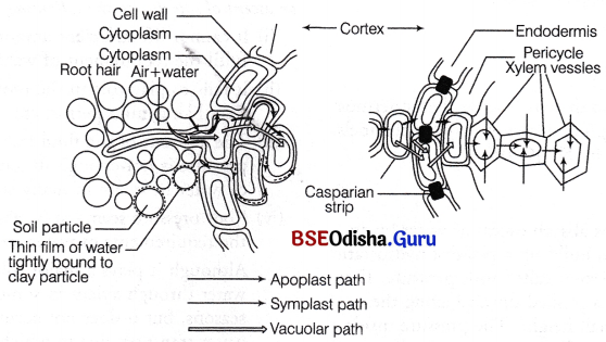 CHSE Odisha Class 11 Biology Solutions Chapter 11 Transport in Plants 1
