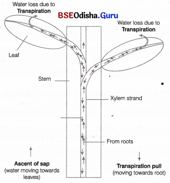 CHSE Odisha Class 11 Biology Solutions Chapter 11 Transport in Plants 2