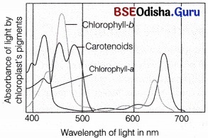CHSE Odisha Class 11 Biology Solutions Chapter 13 Photosynthesis in Higher Plants 1